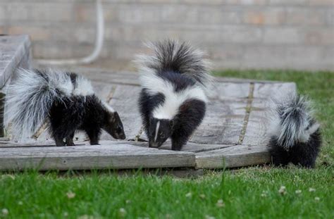 How Do You Get A Skunk Out Of Your Garage? Explained