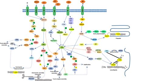 Regulation of actin cytoskeleton - Cusabio