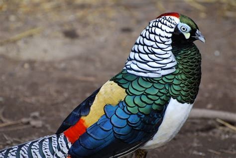 Lady Amherst's pheasant facts & breeding | BackYard Chickens - Learn How to Raise Chickens