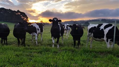 Clip Of Holstein Friesians Often Shortened As Friesians, Dairy Cattle Cows Used To Produce Milk ...