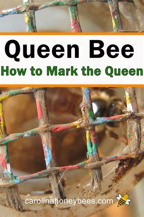 Tips for Marking a Queen Bee - Carolina Honeybees | Queen bees, Bee ...