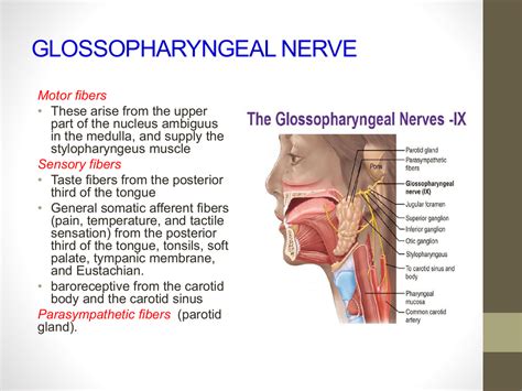 Glossopharyngeal Nerve Block