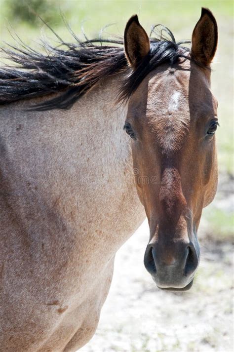 Roan horse stock image. Image of strawberry, horse, equine - 10433979