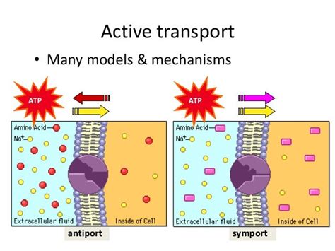 active and passive transport of plasma membrane