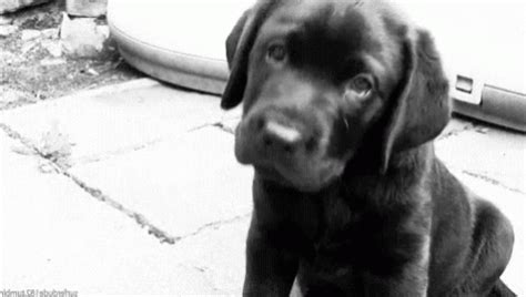 Sad Puppy Dog Eyes GIFs | Tenor