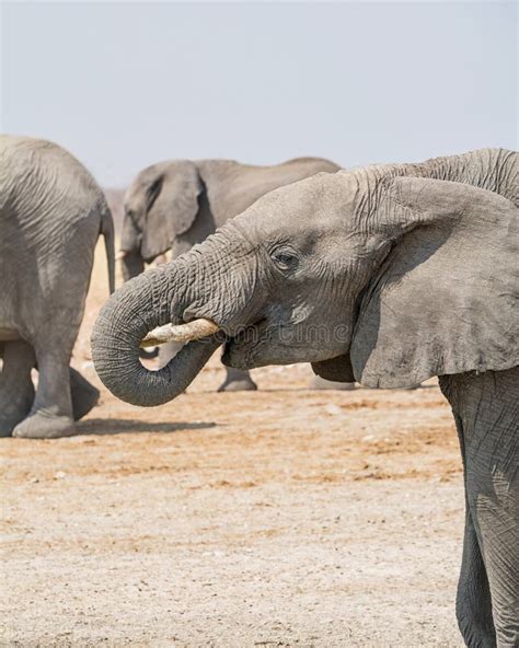 Elephant Drinking stock image. Image of closeup, sand - 109008869