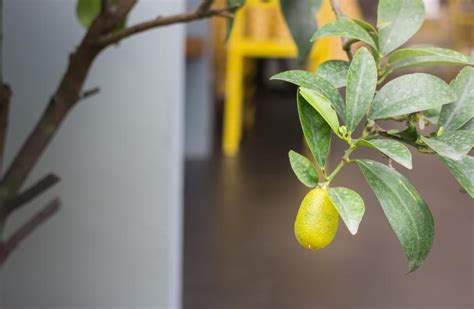 Indoor Fruit Trees You Can Grow At Home | The Indoor Gardens