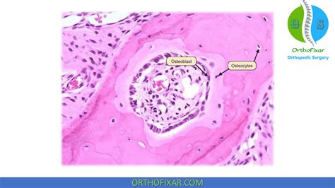 Osteocyte Microscope