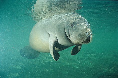 Manatee in the Wild… An Unforgettable Family Experience : Orlando Family Magazine