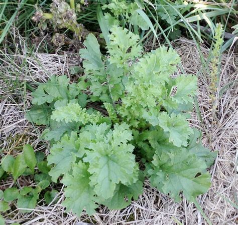 Tansy Ragwort | Weed identification guide for Ontario crops | ontario.ca