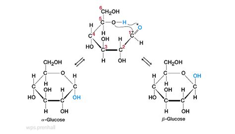 What are the functional groups in carbohydrates?