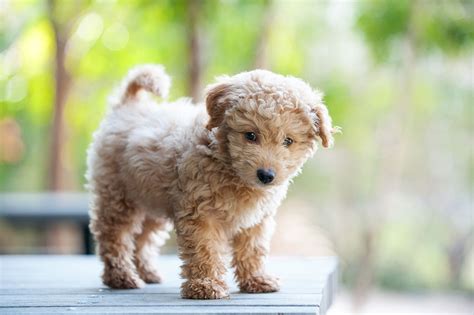 9 Dog Breeds That Look Like Puppies Even When They're Fully Grown | Dog ...