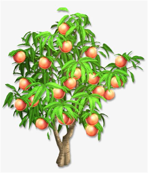 clipart peach tree 20 free Cliparts | Download images on Clipground 2024