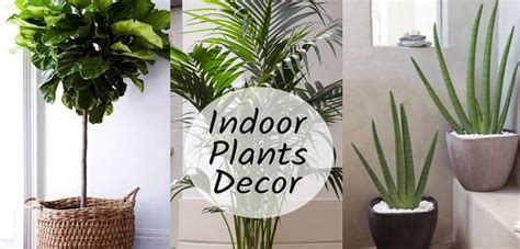 Guide to Using Indoor Plants as Home Decor