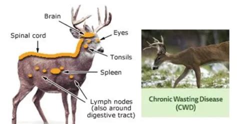 TPWD: Deadly Chronic Wasting Disease Confirmed in the Concho Valley