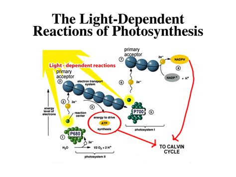 Photosynthesis: Breakdown the process of photosynthesis into its two stages