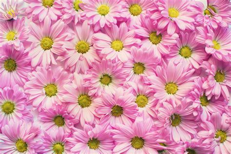 1000+ Blumen Hintergrund Fotos · Pexels · Kostenlose Stock Fotos