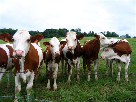 Fichier:Vaches de race montbéliarde.jpg — Wikipedia