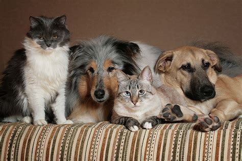 Comme chiens et chats ... trop mignons