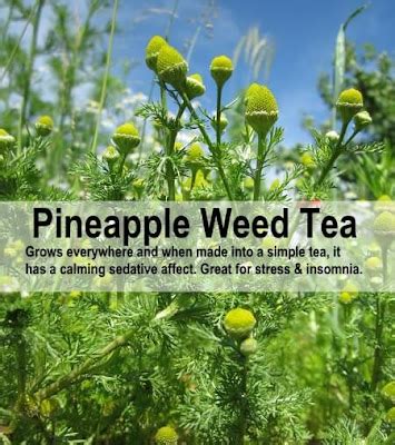 8 Perfectly Perfumed Pineapple Weed Recipes | Matricaria Discoidea