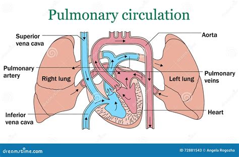 Pulmonary Circulation Vector Stock Vector - Illustration of superior ...