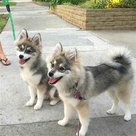 Meet Norman, A Husky-Pomeranian Puppy That’s So Cute It Doesn’t Even ...