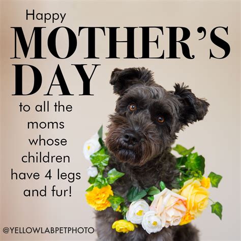 Happy Mother's Day! — Yellow Lab Photographer | Happy dog mothers day ...