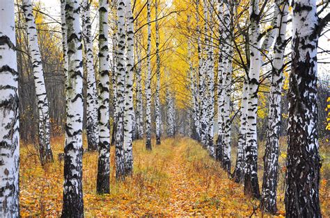 autumn, Trees, Birch, Trunk, Tree, Nature Wallpapers HD / Desktop and ...