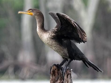 Double Crested Cormorant Juvenile