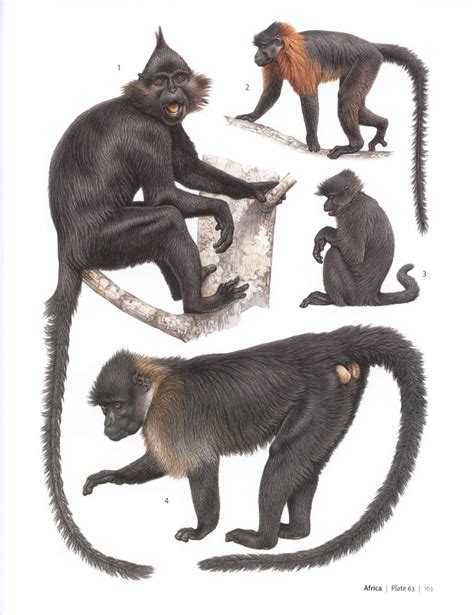 Primates of the World: An Illustrated Guide | NHBS Field Guides & Natural History