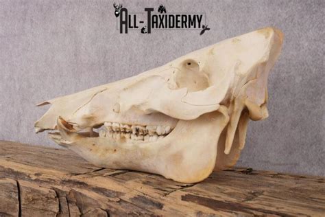 Razorback boar taxidermy skull SKU 2517 - All Taxidermy