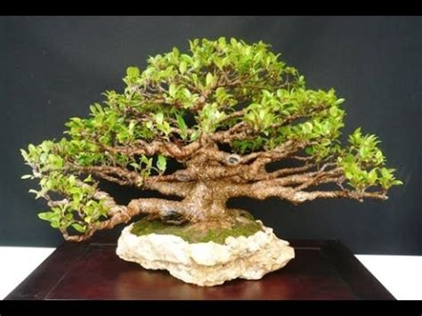 Moreton Bay Fig Tree Bonsai