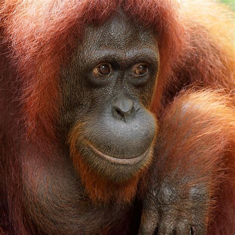 Orangutan - Singapore Zoo