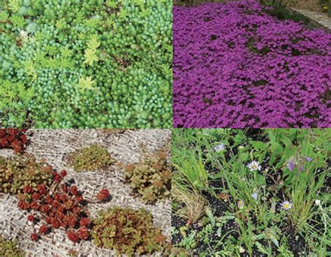 Green Roof Plants | Go For Change: Profitable Green Business