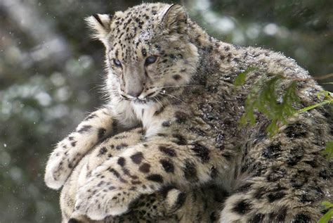 Central Park Zoo’s snow leopard cub enjoys first snow day