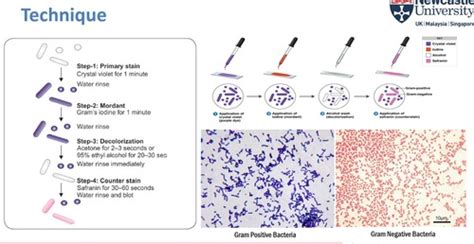 Microbiology Lab Techniques Flashcards | Quizlet
