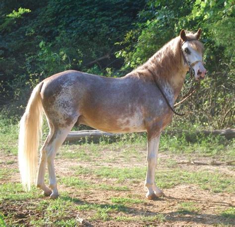 Pin on Horses - Sabino