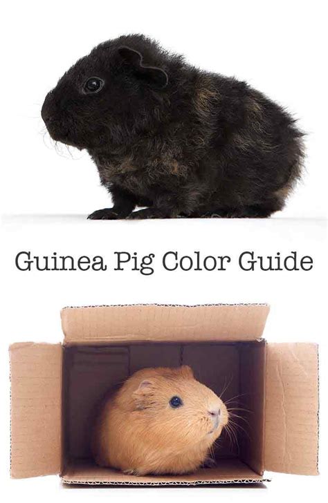 A Complete Guide To Guinea Pig Colors - With Photos!