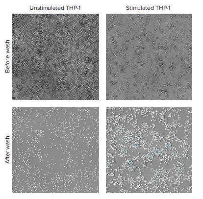 Evaluate anti-inflammatory compounds using a multiparametric THP-1 cell ...