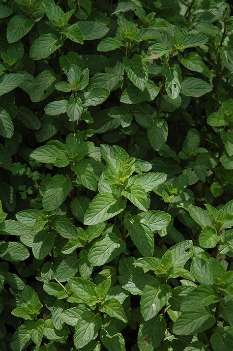 Yerba Buena Spearmint (Mentha spicata 'Yerba Buena') in Reno Sparks Lake Tahoe Carson City ...