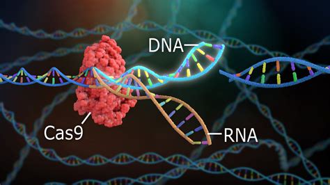 CRISPR Gene Editing: the Immediate Future of Bioengineering and ...