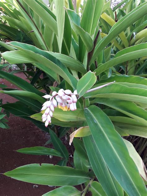 Alpinia zerumbet (Pers.) B.L.Burtt & R.M.Sm. | Plants of the World Online | Kew Science