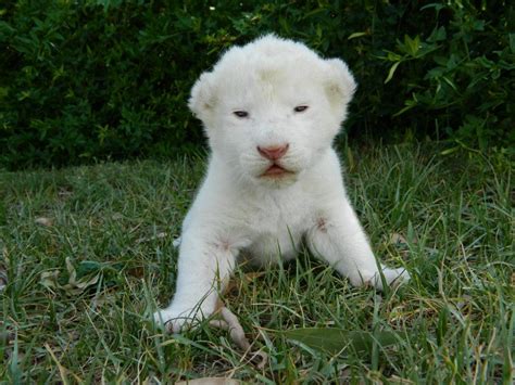 White Lion Cub - White Lions Wallpaper (32810364) - Fanpop