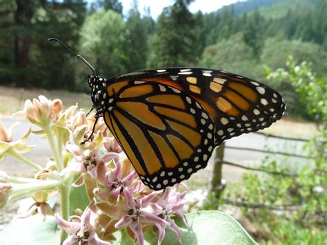 Asclepias speciosa with monarch butterfly - Klamath Siskiyou Native Seeds