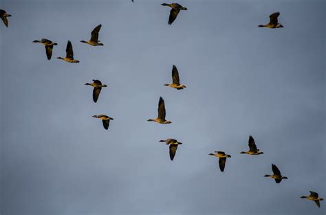 Wild geese,migratory birds,bird migration,free pictures, free photos ...