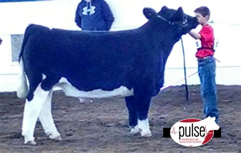 Missouri Cattlemen’s All Breeds Junior Show – Sedalia, MO | The Pulse