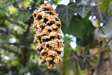 Pinecone Bird Feeder - Aurora Satler