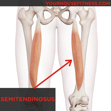 Muscle Breakdown: Semitendinosus