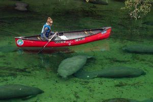 10 Best Places To Kayak With Manatees In Florida