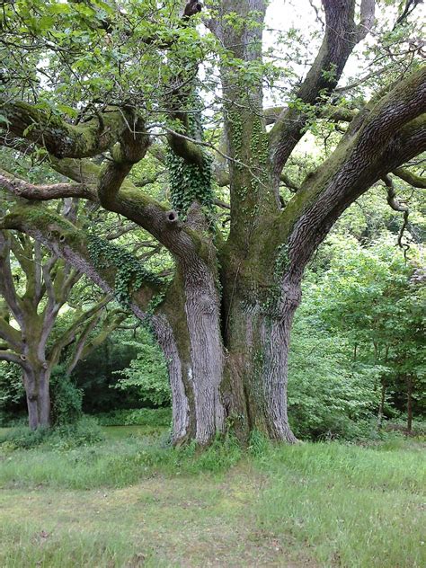 Sacred and Magical Trees - Forestry Focus